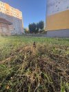 Wcale nie taki rzadki kwiat osiedlowy 
