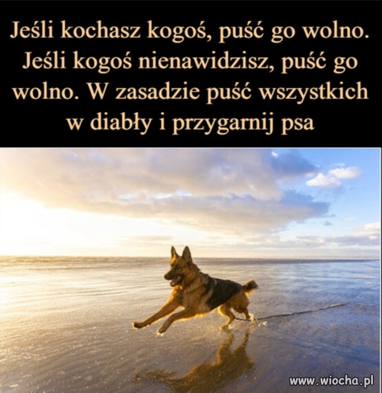 Ja lubię psy 