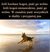 Ja lubię psy 