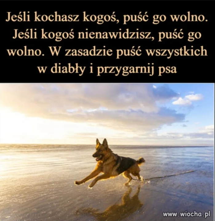 Ja lubię psy 