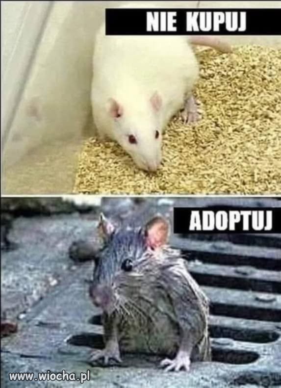 Adoptuj