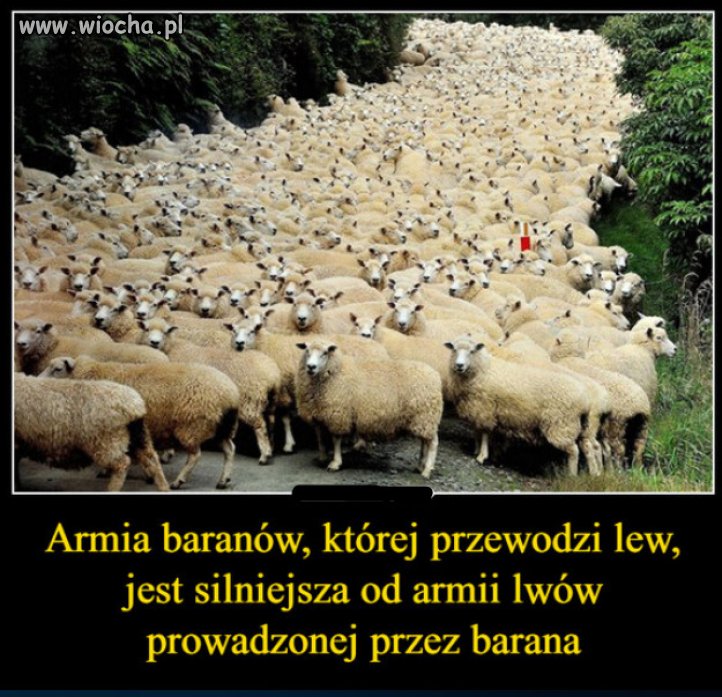 Zadne stado nie wybiera najglupszego na przywodce