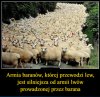 Zadne stado nie wybiera najglupszego na przywodce