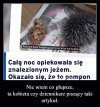 Głupich nie sieją