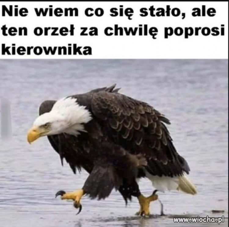 I podziobie mózg 