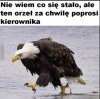 I podziobie mózg 