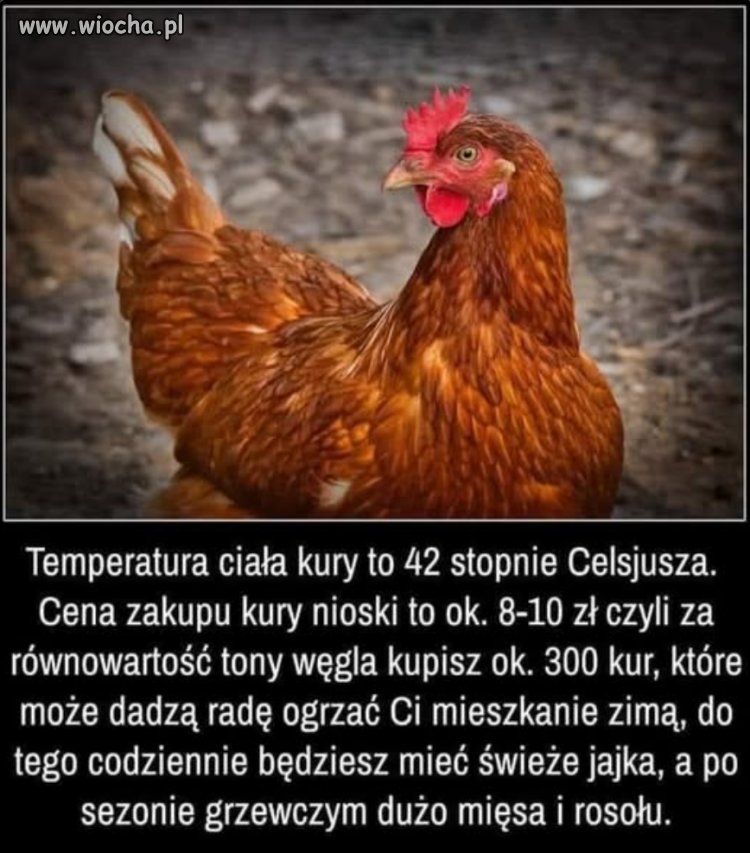 Termofor z dzióbem