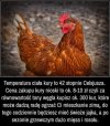 Termofor z dzióbem