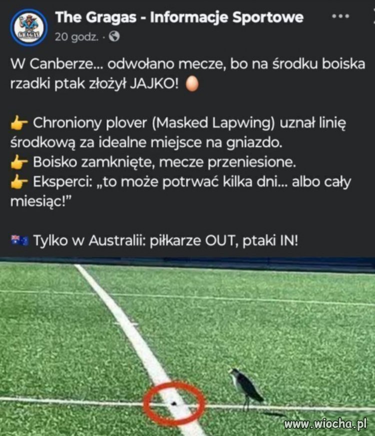 A może by tak w Polsce? 