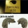 Jeże nie mają łatwego życia.