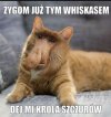 Króla szczurów 
