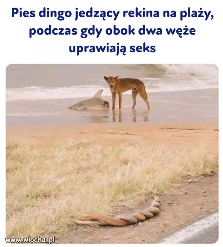 Tymczasem w Australii