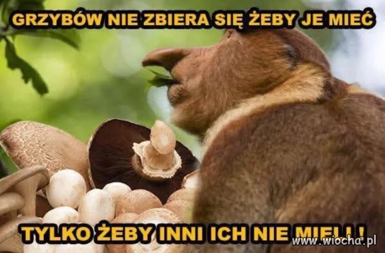Już nic bardziej Polskiego...