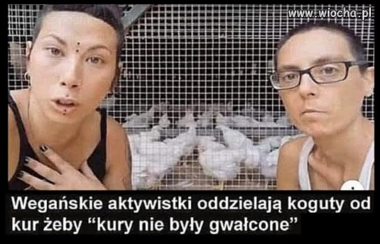 Akcja - Bezpieczna kura