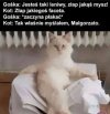 Bez polityki 