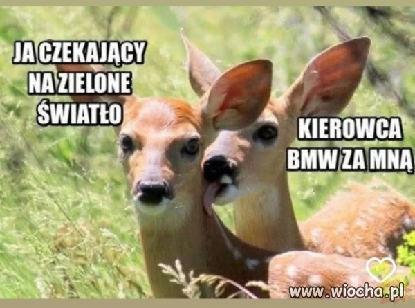 Kierowcy be em wu tacy są.