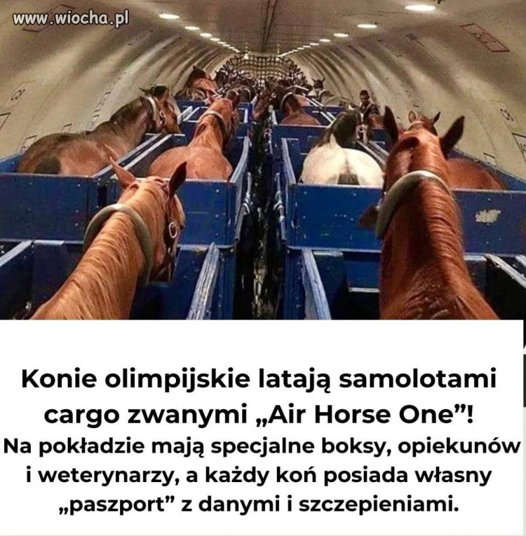 Kiedy koń ma więcej przywilejów niż ty w tanich liniach  