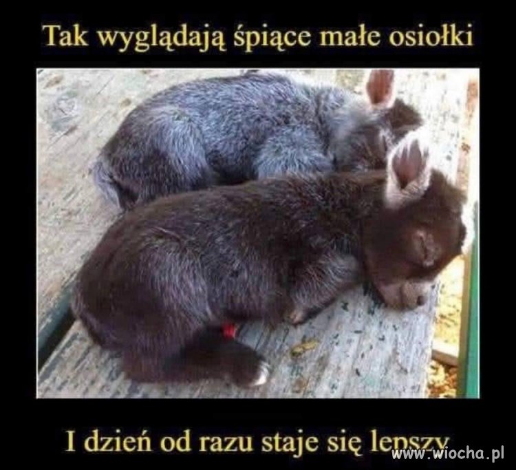Reset systemu w wersji osiołek
