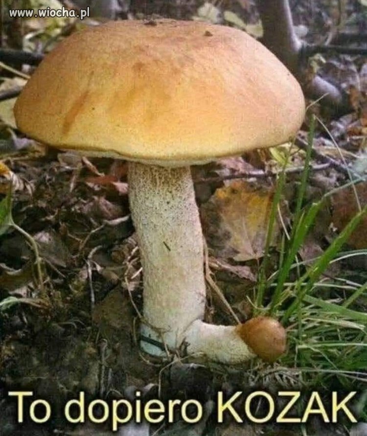 Jesienny pokaz siły