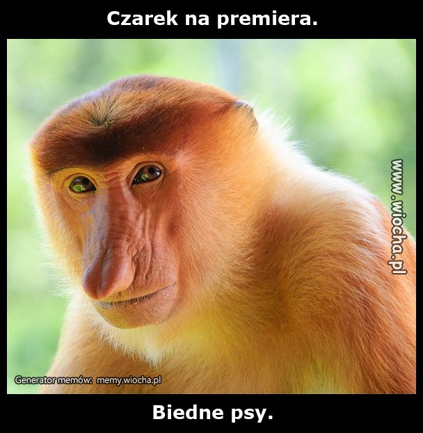 Czarek na premiera.