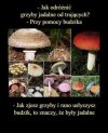 Logika aż poraża...