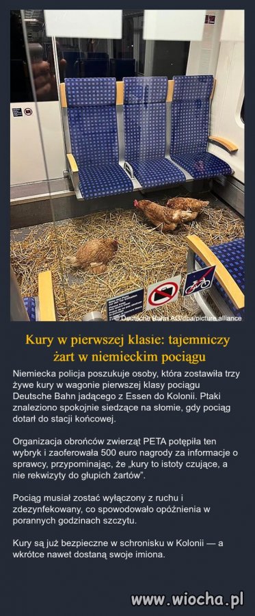 Chyba ktoś to zrobił tylko dla jaj 