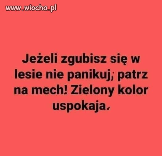 Rada na grzybobranie