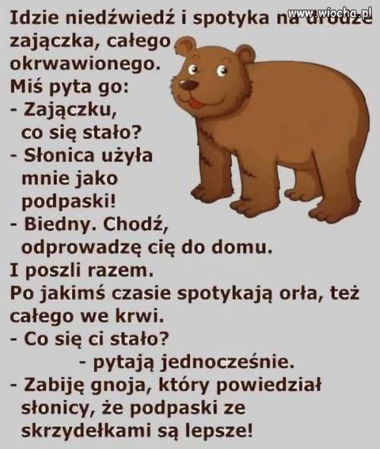 Miś i dramat na drodze