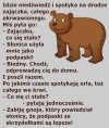 Miś i dramat na drodze
