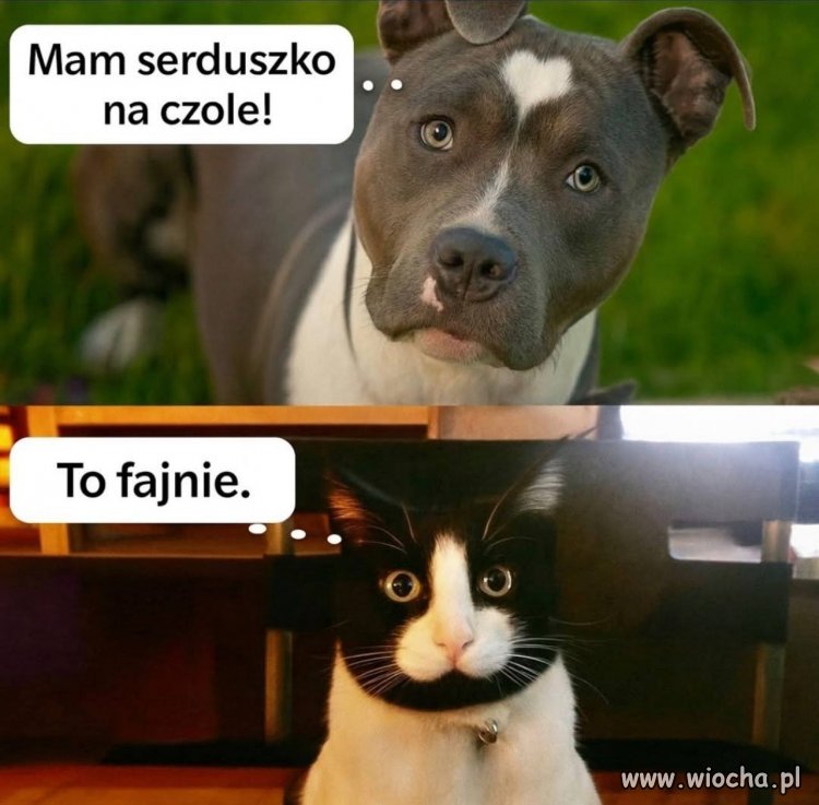Kiedy pies chwali się, że ma serduszko  