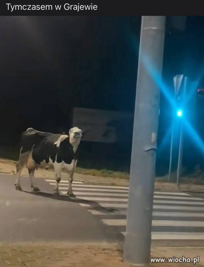 Tymczasem w Grajewie