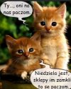 Kotki wiedzą, co to niedziela handlowa