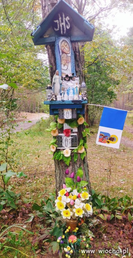 Zaśmiecanie lasu.