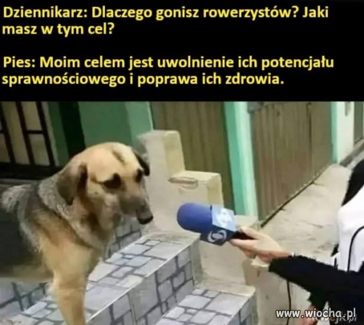 Pies trener personalny