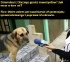 Pies trener personalny