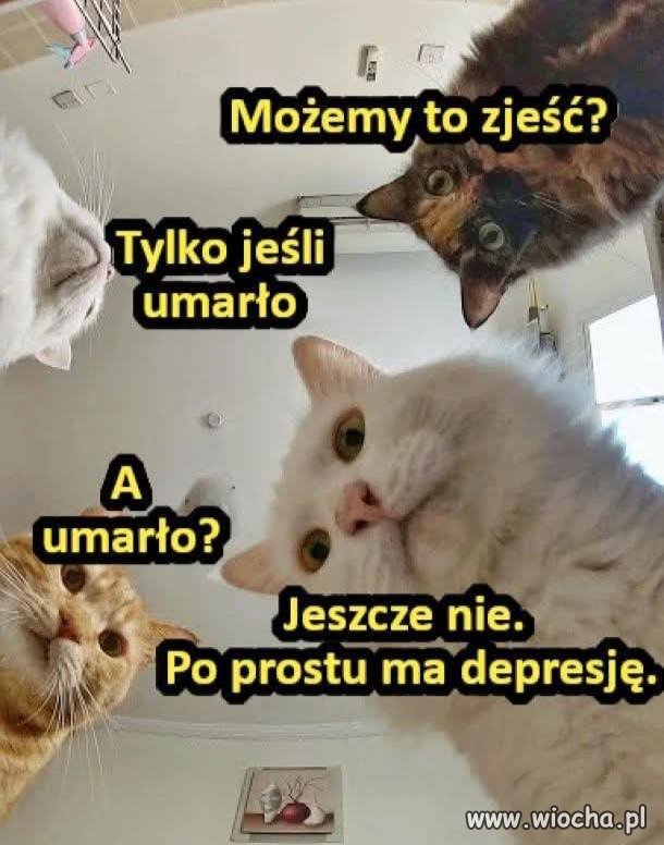 Rozkminy kotów 