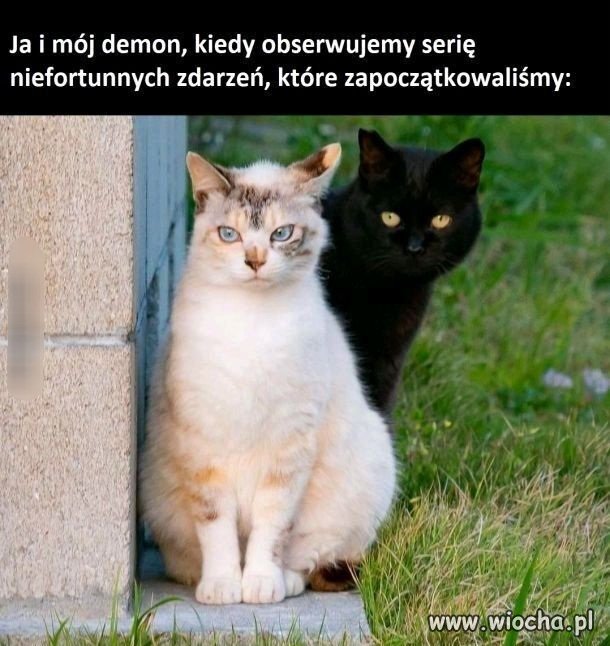 Fiu fiu, ale się porobiło 