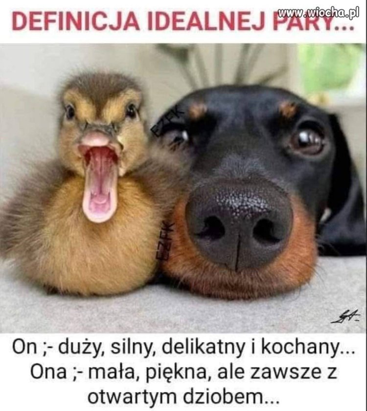 Idealna para.