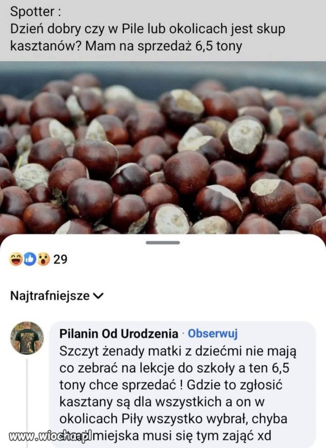 Afera kasztanowa w Pile