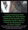 Chciałbym widzieć ich miny wtedy
