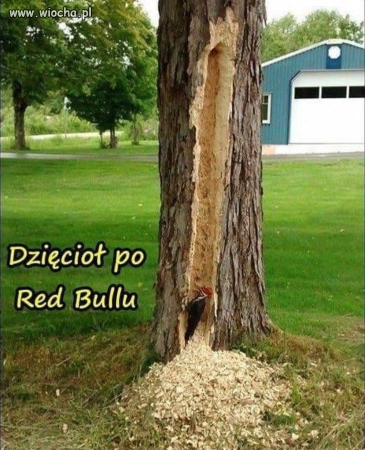 Dzięcioł na dopingu