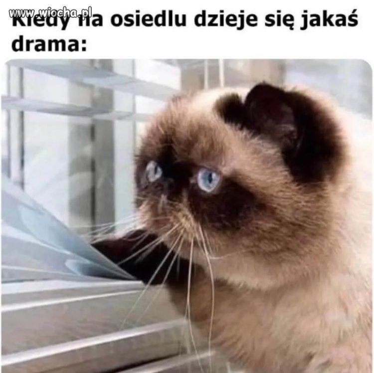 Nie lubię plotkować