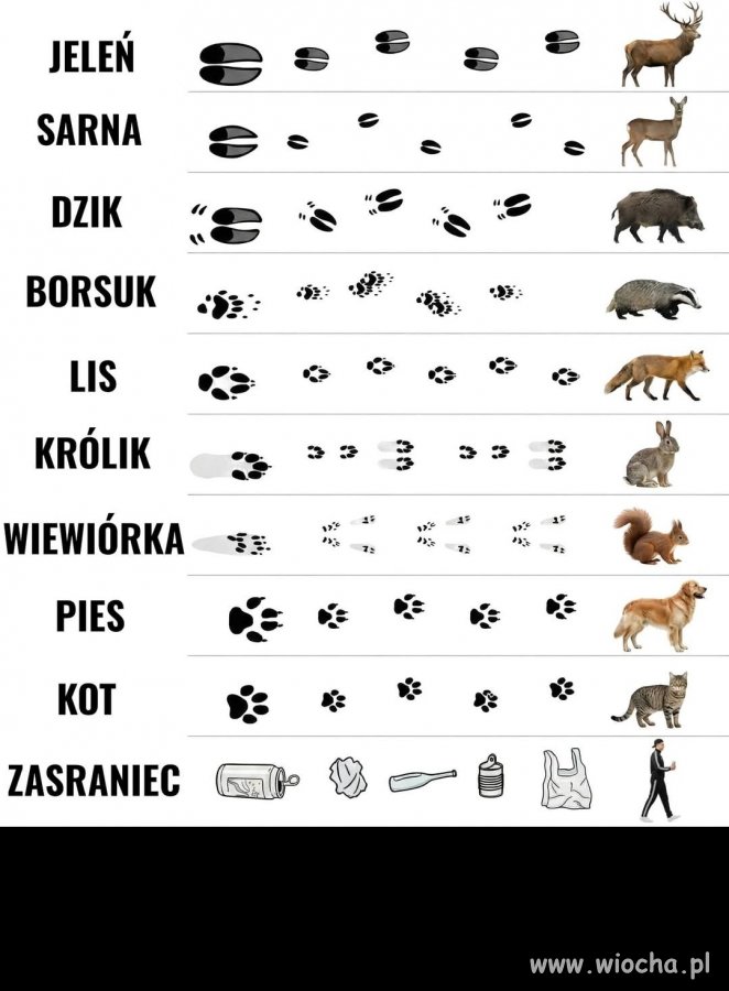 Rozpoznawanie