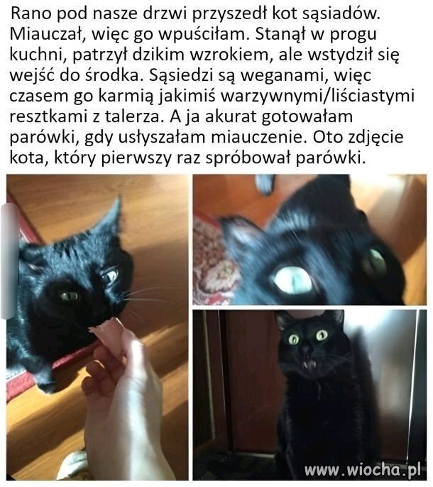 Bo w tej parówce było więcej mięsa 