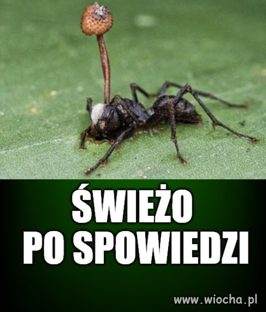 Kaprawym okiem ateisty patrząc ...