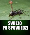 Kaprawym okiem ateisty patrząc ...