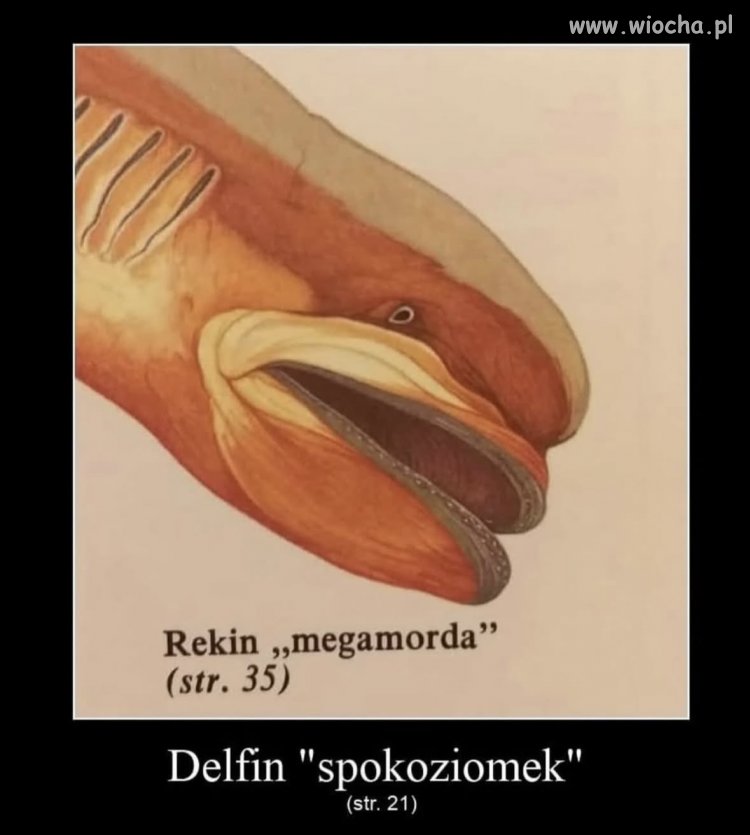 Dobra