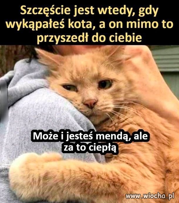 Nigdy nie myłem kota 