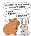 Ulubione słowa Polaków