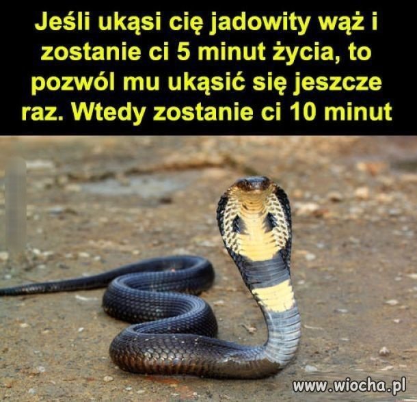 Dobra rada, szczególnie polecana 